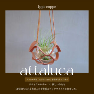 植物ハンガー【attaluca】アッタルカ　チョコ